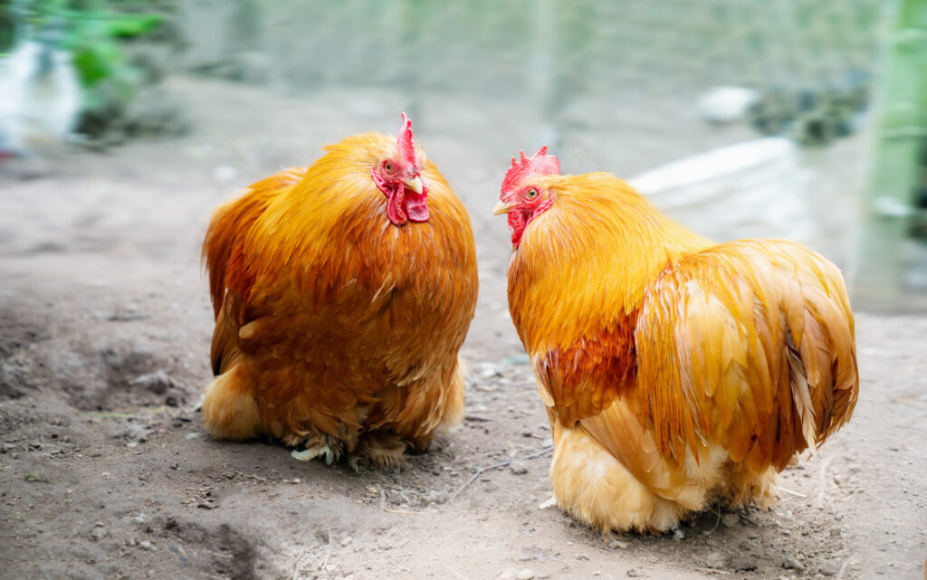 Due polli Cochin in un cortile della fattoria.