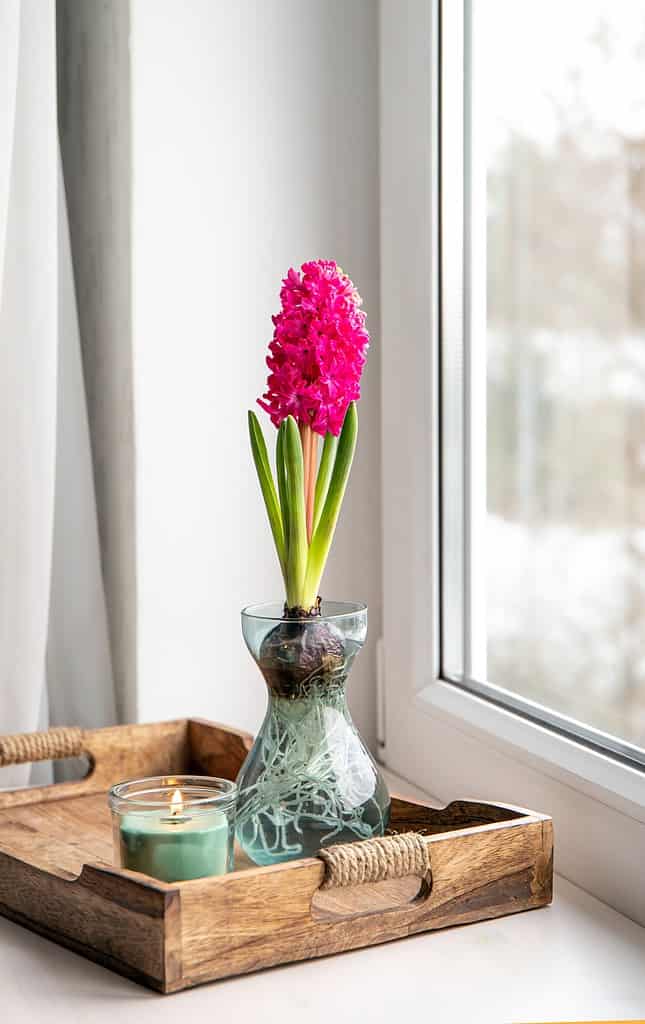 giacinto rosso-rosa in vaso che forza il bulbo