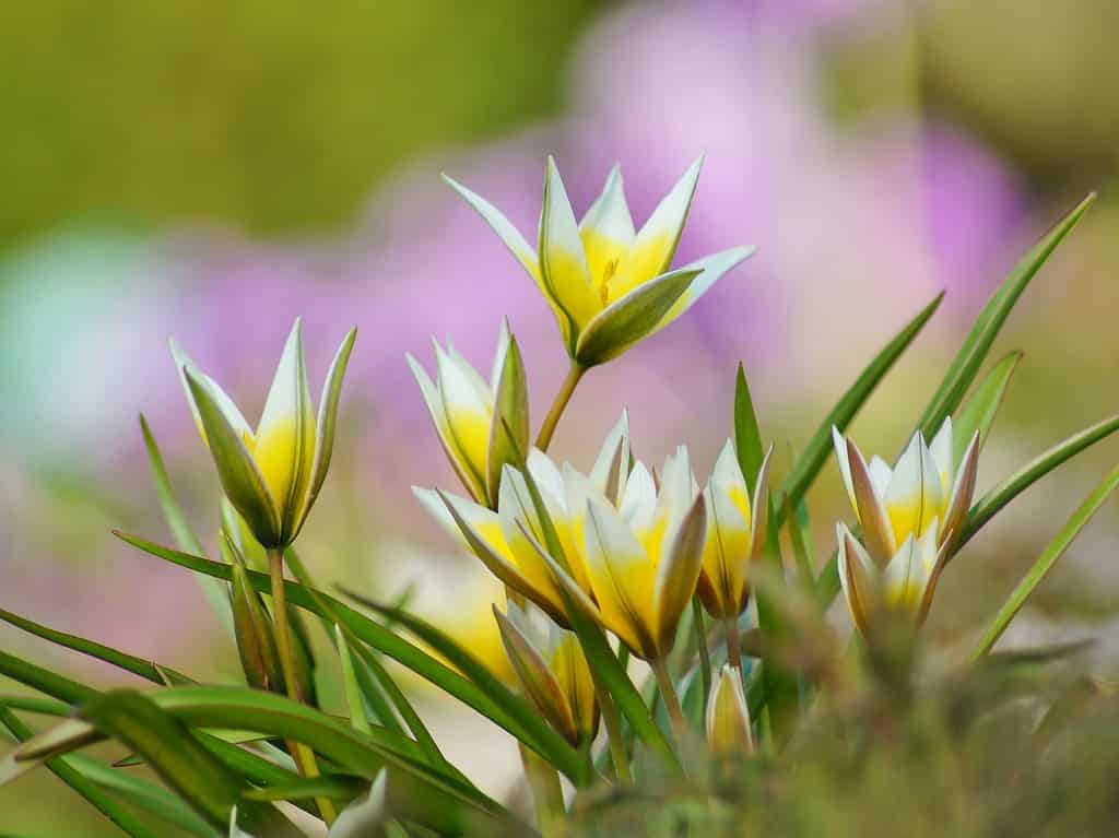 Tulipani turchesi