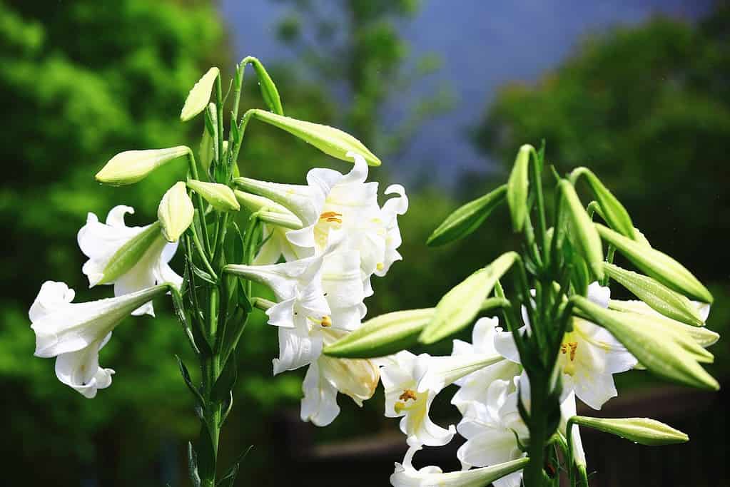 fiori e piante che rappresentano lo scorpione