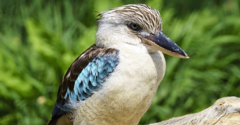 Primo piano del kookaburra dalle ali blu.