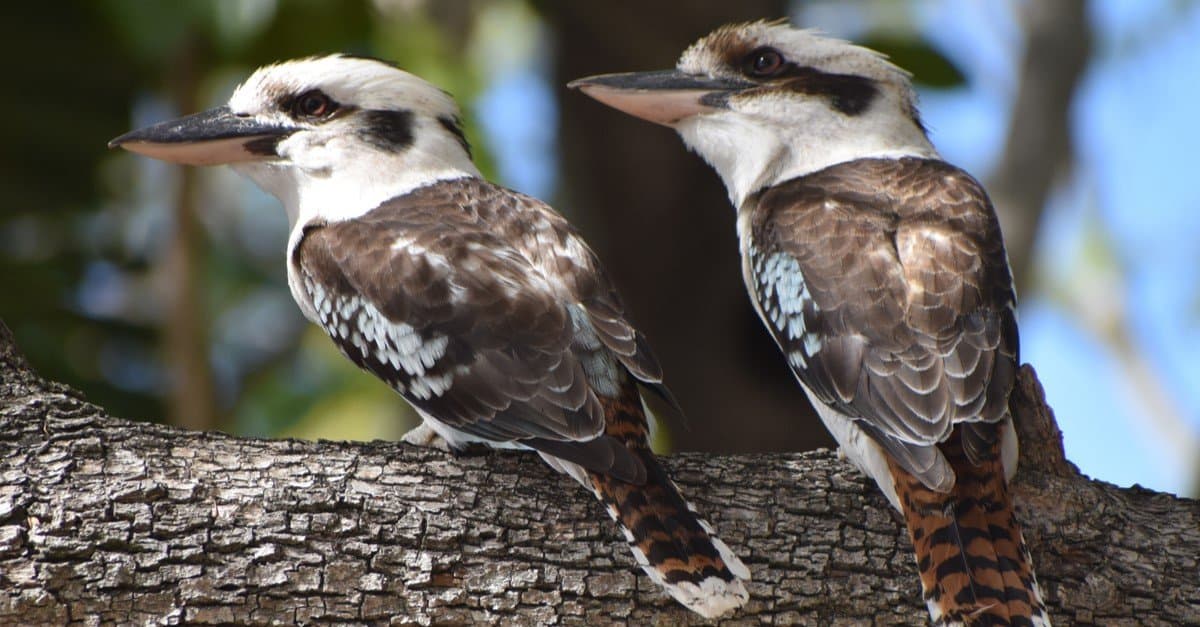 Animali più felici: Kookaburra che ride