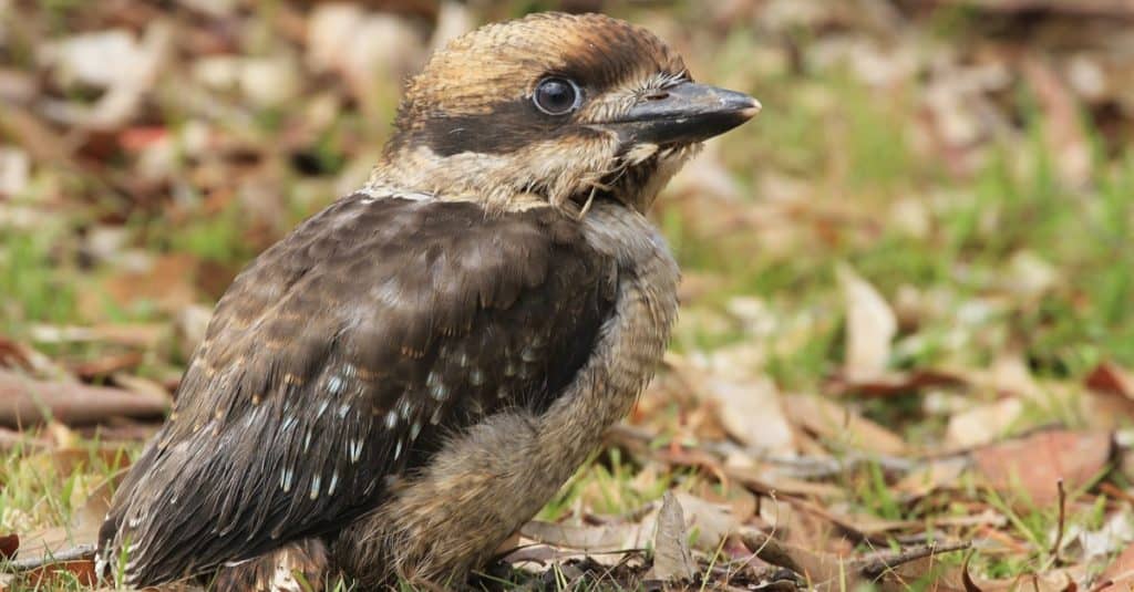 Vista laterale di un cucciolo di kookaburra appena uscito dal nido.