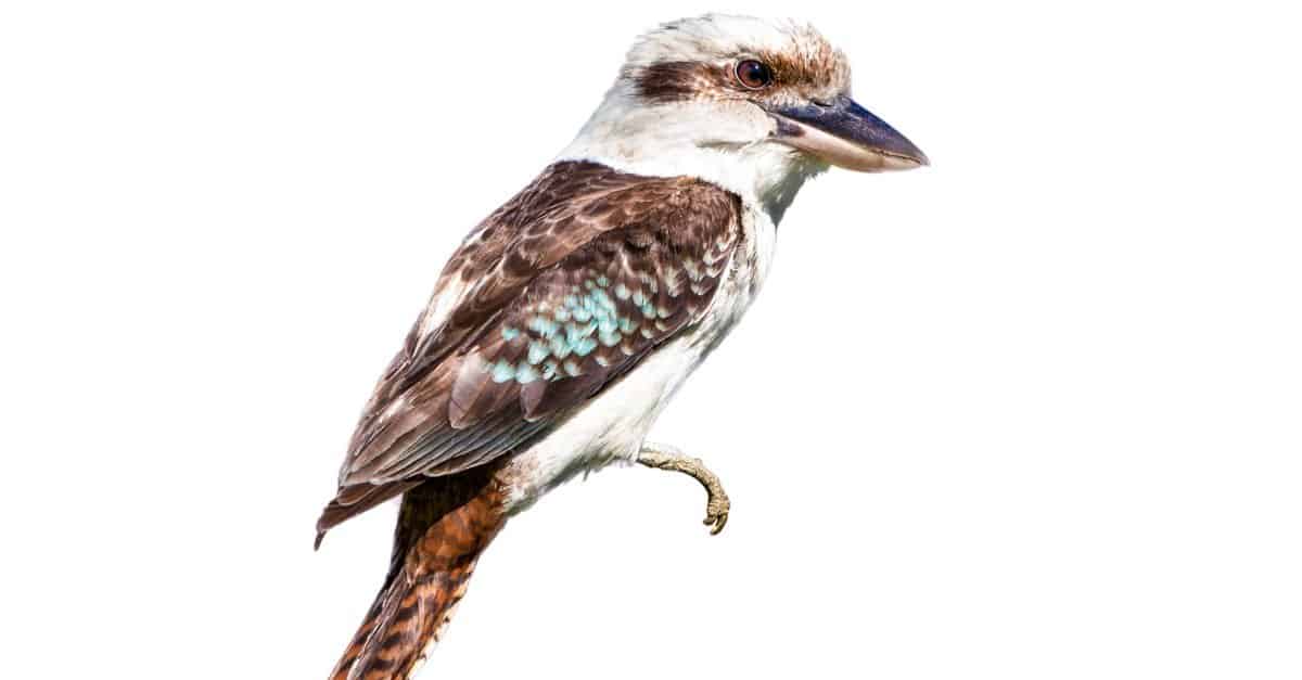 Kookaburra ridente selvaggio australiano nativo, arroccato, isolato su bianco.