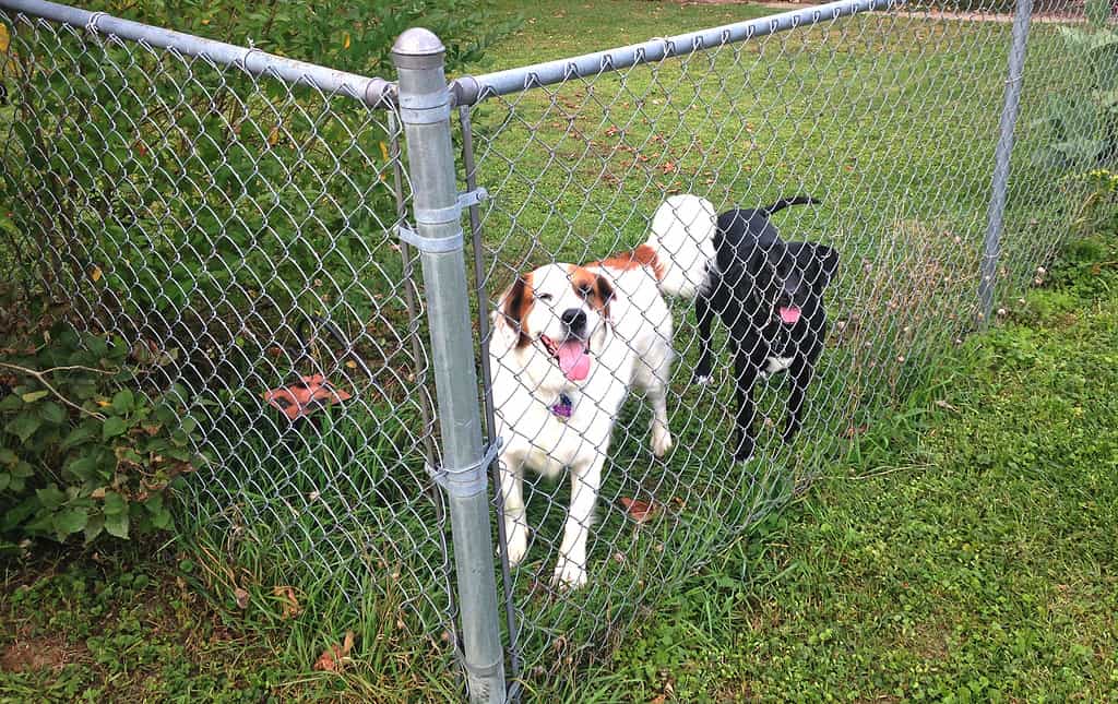 Due cani davanti a una rete metallica