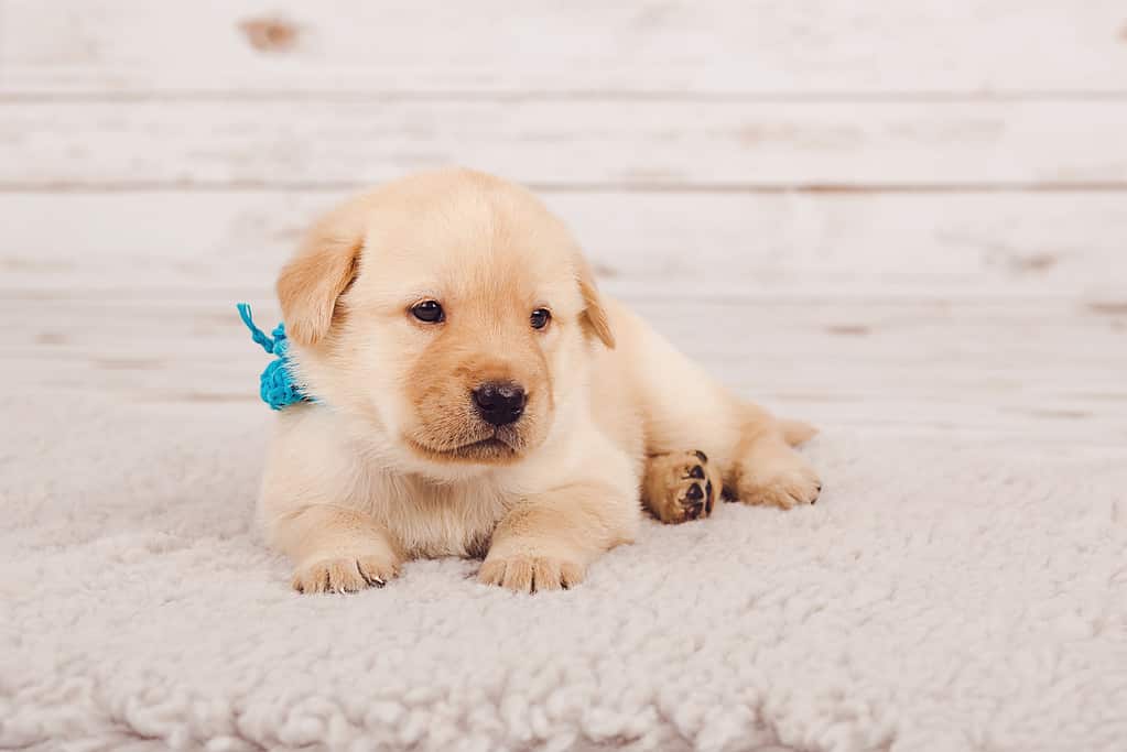 Carino cucciolo appena nato con un nastro blu sdraiato sul tappeto di lana