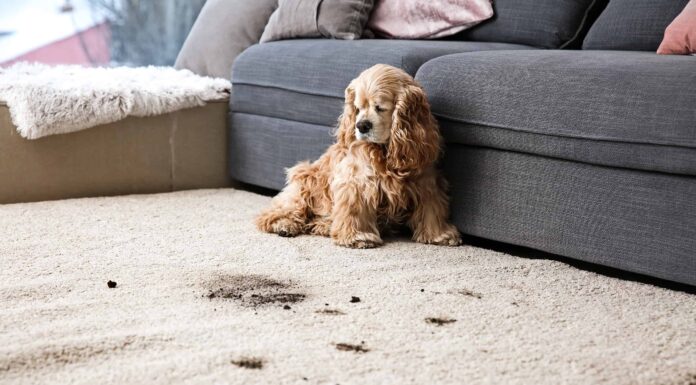 8 migliori tappeti per cani
