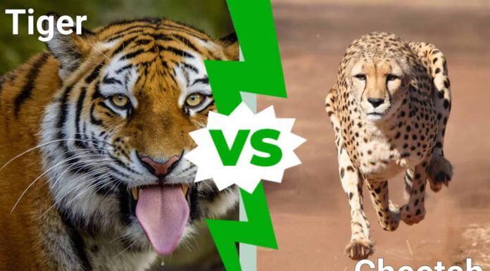 Tigre contro ghepardo: quale felino vincerebbe un combattimento?
