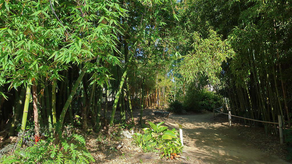 Giardino botanico di San Diego, giardino di bambù