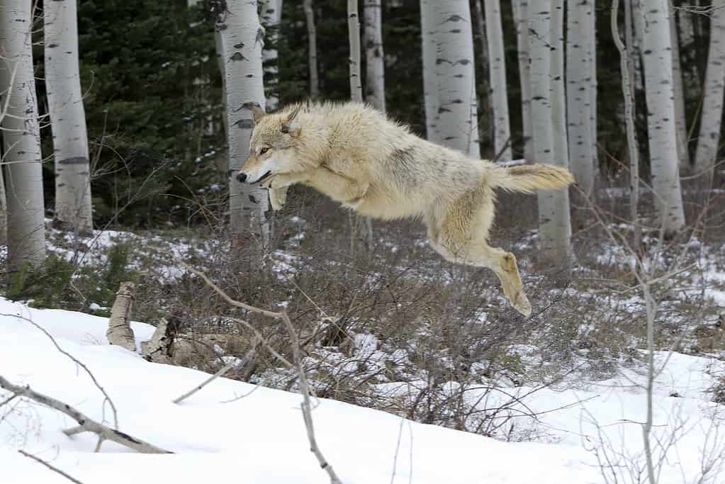 lupo in inverno con salto di neve