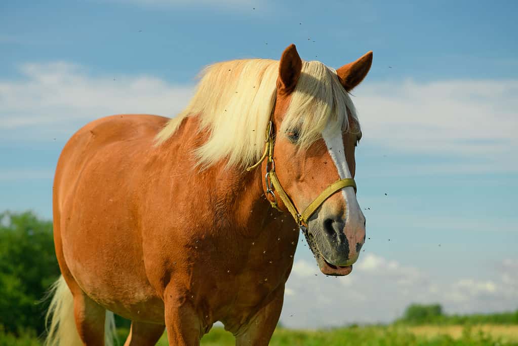 I tafani possono trasmettere la febbre della palude ai cavalli