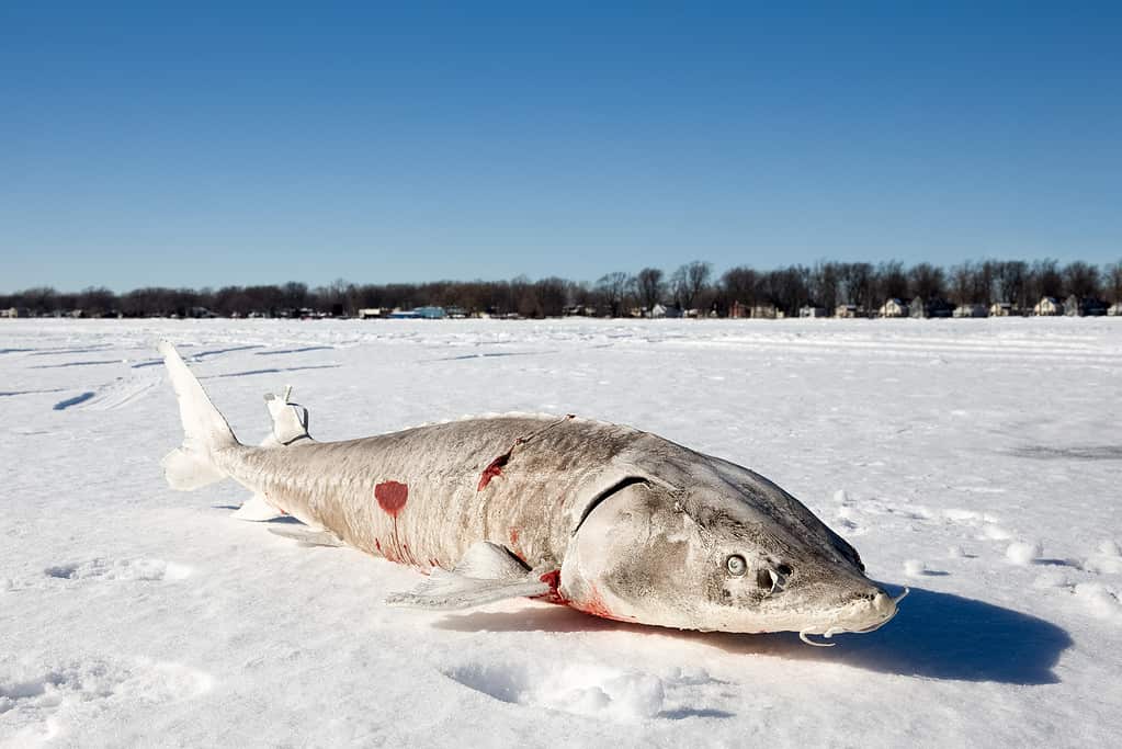 Storione sdraiato su un lago ghiacciato subito dopo essere stato catturato.  Lo storione è un antico pesce selvatico.  Questo è stato infilzato sul lago Winnebago, nel Wisconsin.