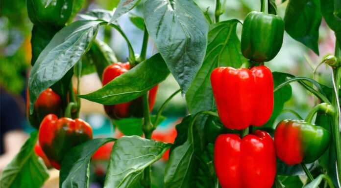 Red, green and yellow sweet bell peppers on table, close up