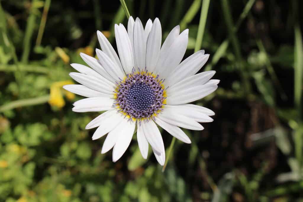 Fiore bianco "Margherita africana dagli occhi azzurri".