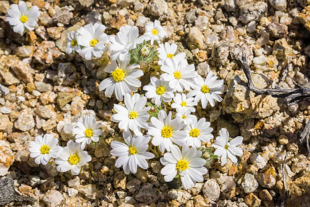 Desert Star (Monoptilon bellioides) che fiorisce a Joshua Tree National Park, California.