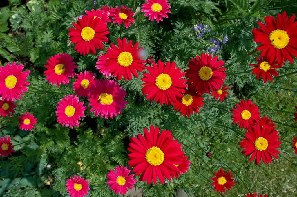 Tanacetum coccineum (precedentemente Chrysanthemum coccineus) Le margherite dipinte sono piante perenni vecchio stile.  Le foglie di pizzo verde scuro crescono in ciuffi spessi con fiori dal rosso al rosa scuro che crescono su steli alti.