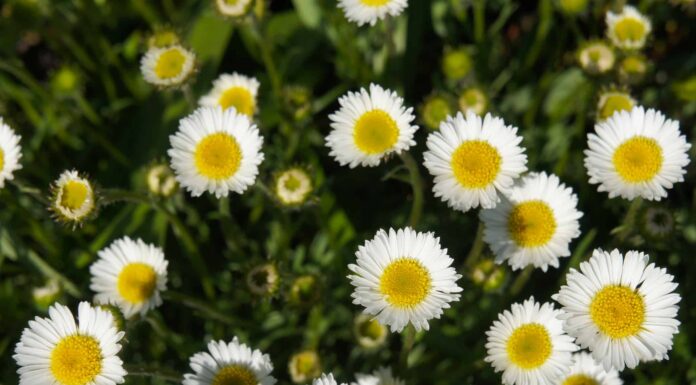 10 tipi di fiori margherita
