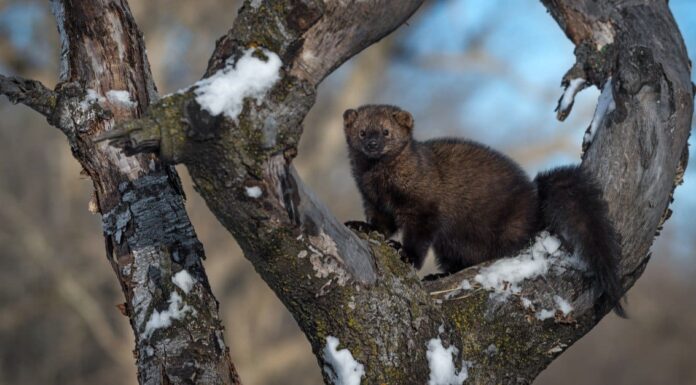 10 fantastici animali che sono in via di estinzione e vivono nello stato di Washington
