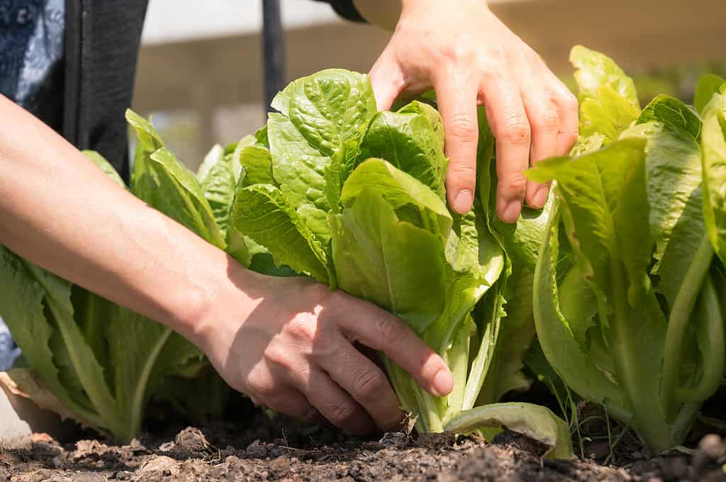 Verdure biologiche. Mano del contadino che raccoglie insalata fresca nella fattoria vegatale. Verdure appena raccolte.