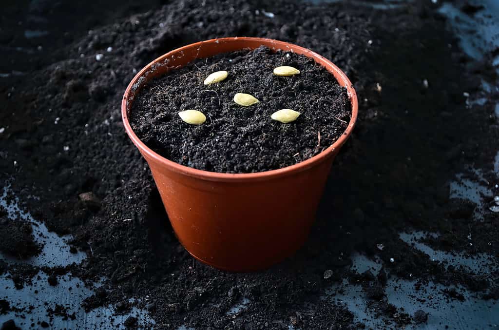 I semi di zucca e zucca giacciono su un terreno nero.  Contenitore per piantine da giardino marrone con semi.  Un sacco di semi di piante per piantare piantine.