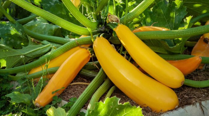 Come coltivare zucca estiva e zucchine: la tua guida completa
