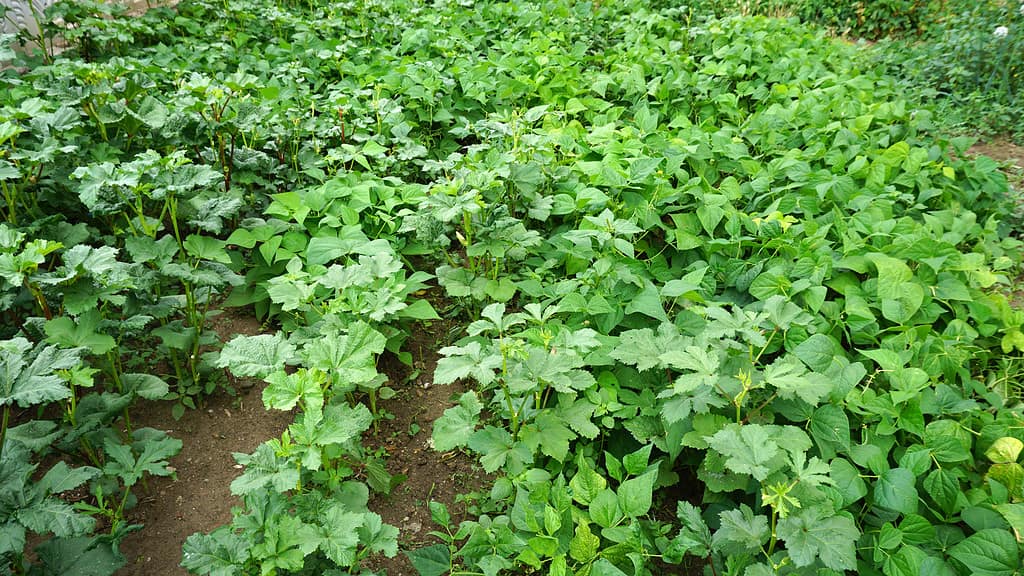 pianta di gombo piantata nel giardino, pianta di gombo naturale,