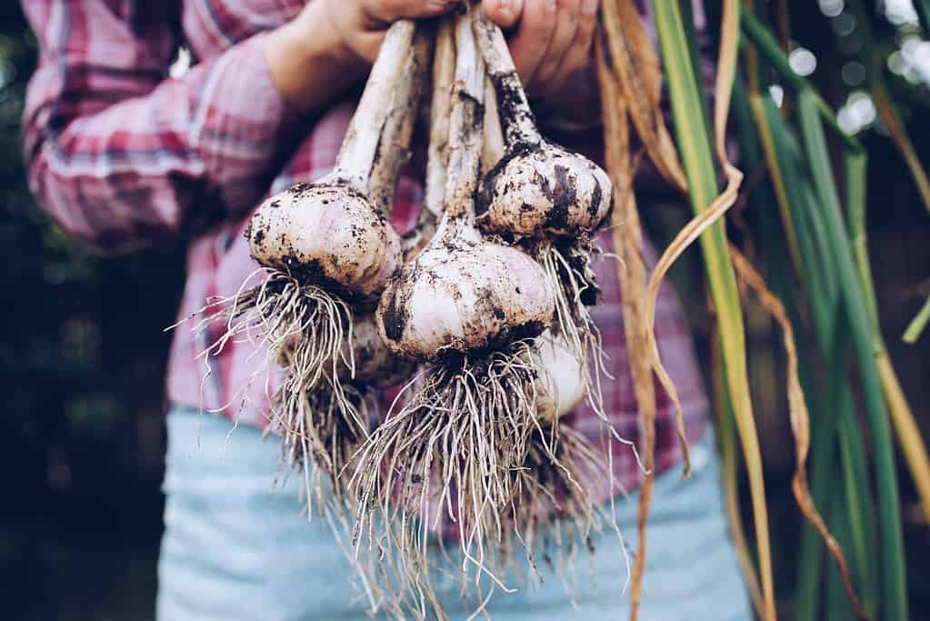 Raccolta dell'aglio in giardino.  Agricoltore con verdure appena raccolte, concetto di agricoltura biologica.