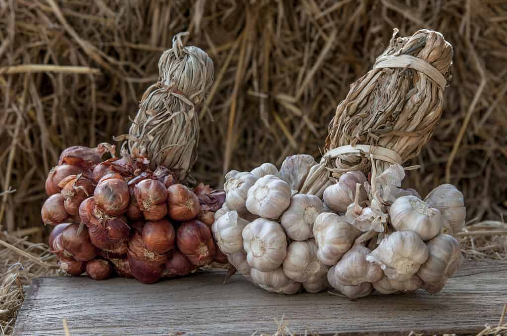 L'aglio e le cipolle sono un orto e un uso agricolo per cucinare un delizioso aroma.