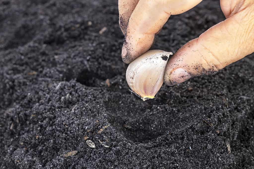 Donna di vecchiaia che pianta a mano l'aglio da seme in terricci per il giardino di famiglia