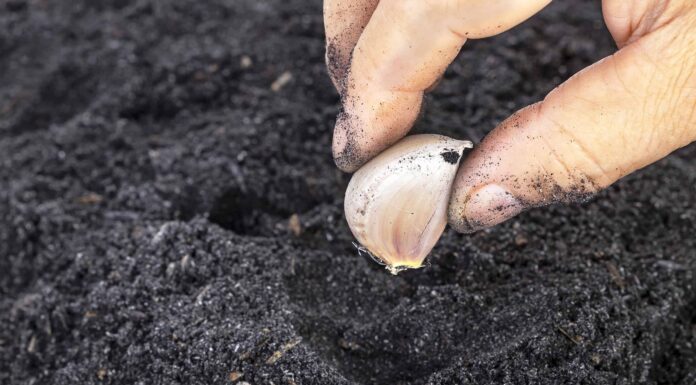 Come coltivare l'aglio: la tua guida completa
