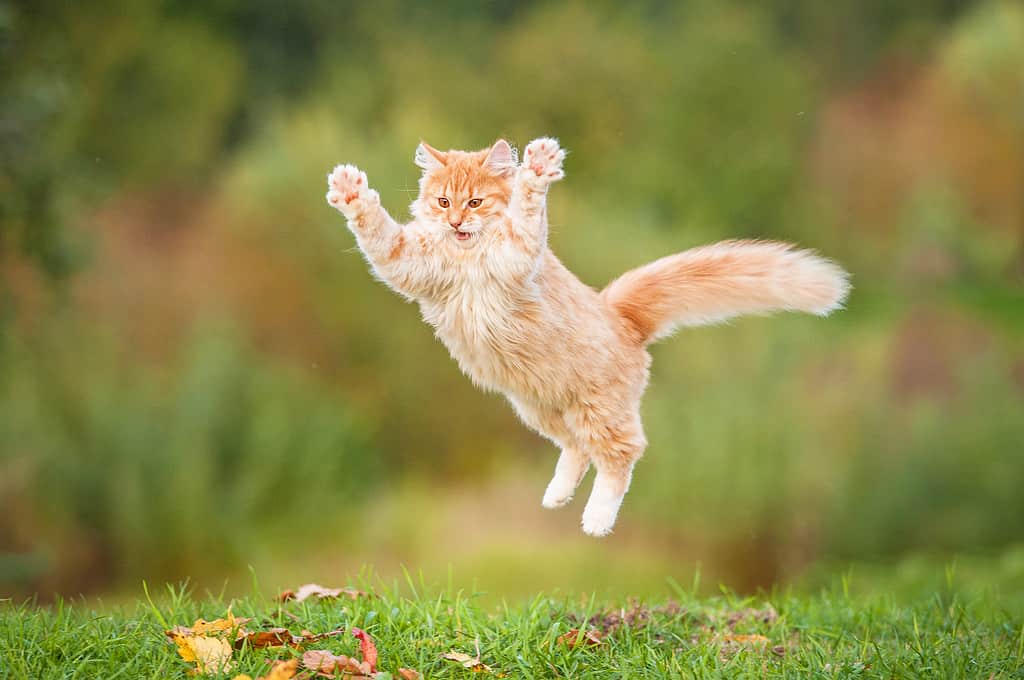 Divertente gatto rosso che vola nell'aria in autunno