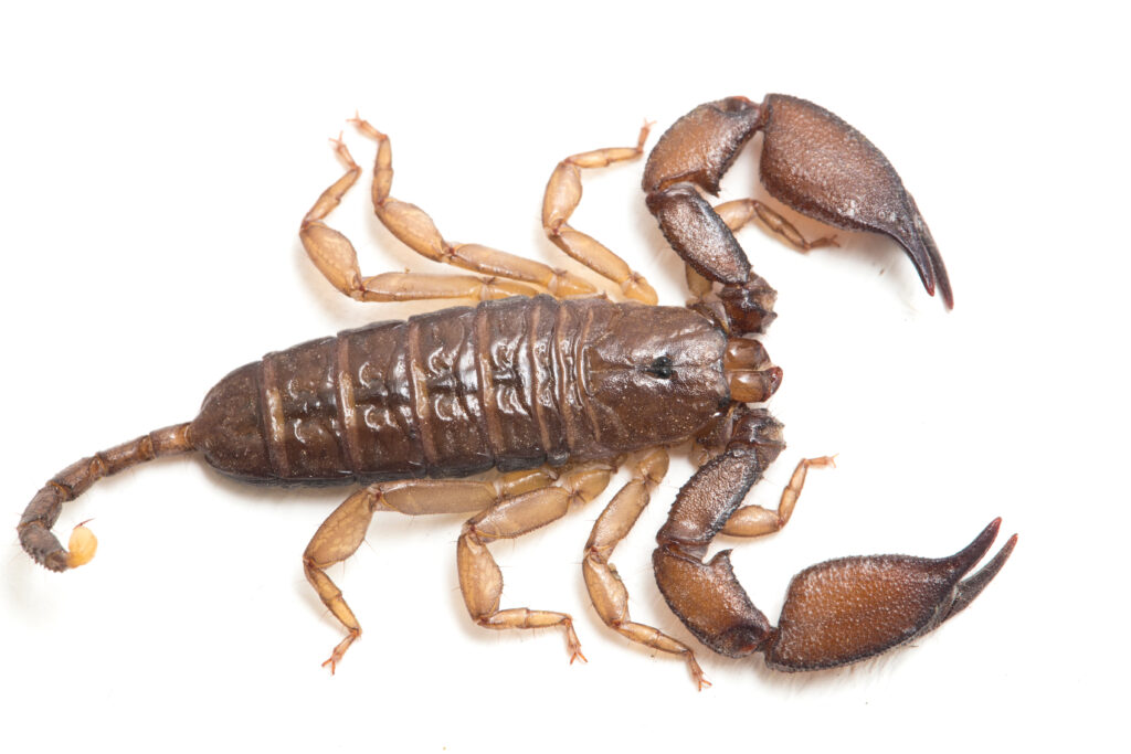 Scorpione di legno nano (Liocheles sp.) isolato su sfondo bianco