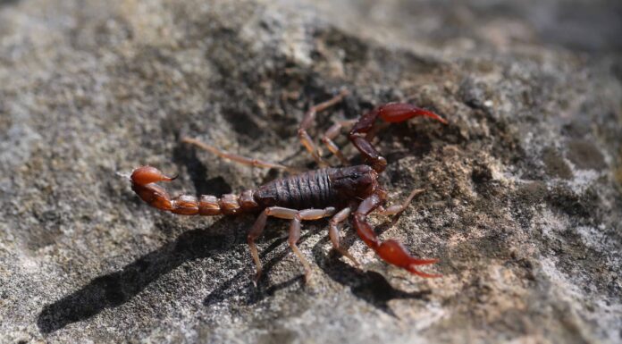 I 18 scorpioni in Texas: sono pericolosi?
