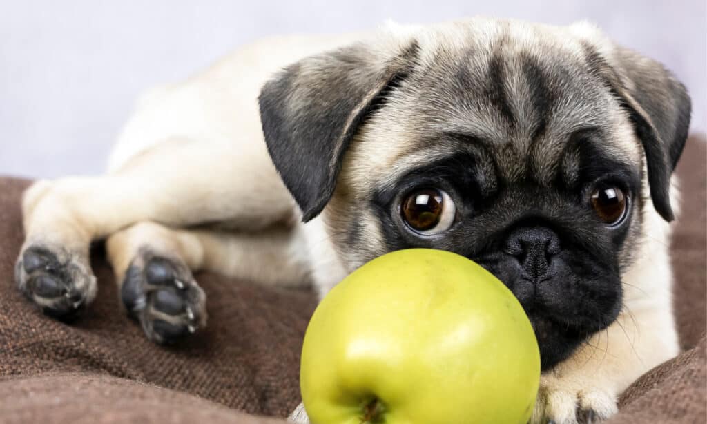 Un simpatico cucciolo di carlino che guarda una mela