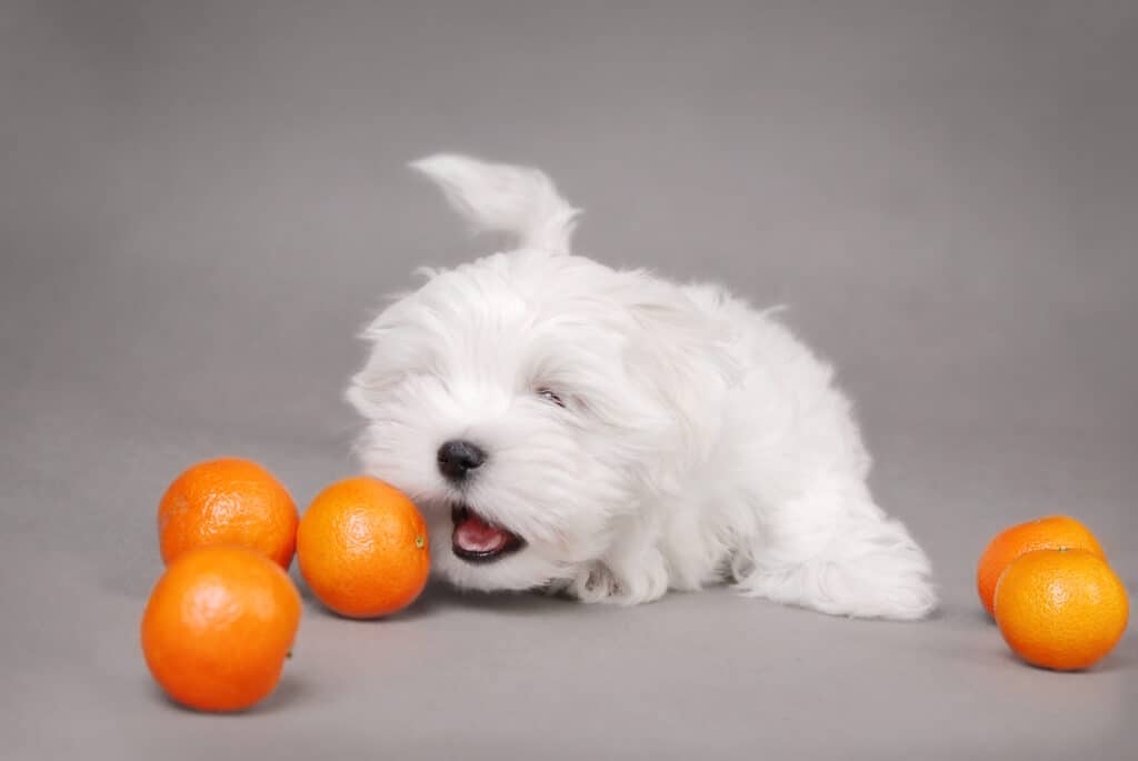 Cucciolo maltese con arance su sfondo grigio
