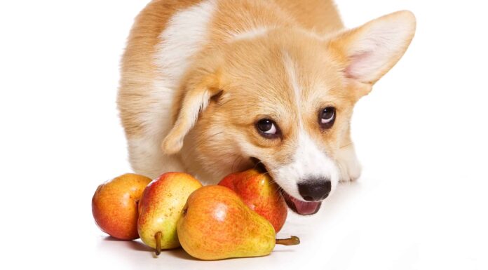 14 frutti sicuri da mangiare per i cani
