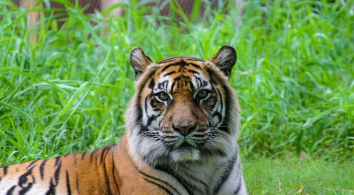 Predatori di tigri: questi 5 animali possono uccidere e mangiare tigri
