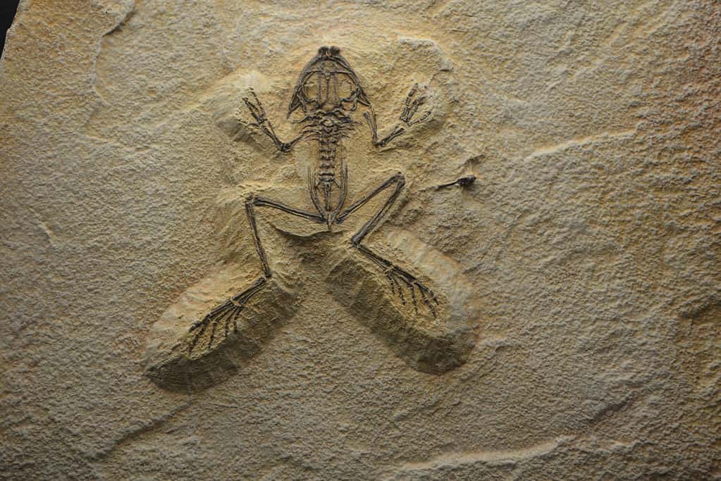 Fossile di scheletro di rana nel museo