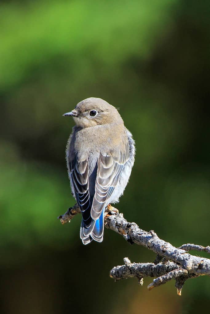 Femmina bluebird di montagna (Sialia currucoides) seduto su un bastone