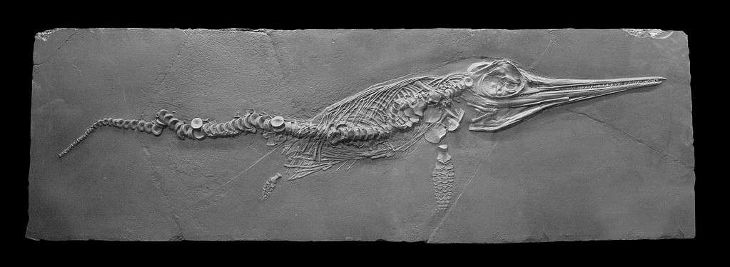 I fossili di ittiosauro, dotati di corpo idrodinamico, erano i rettili meglio adattati alla vita marina