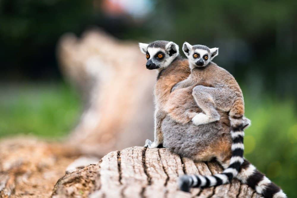 Lemure mamma e bambino
