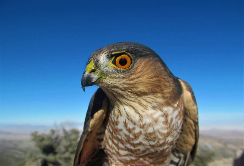 Primo piano del falco affilato nel profilo con sfondo blu cielo