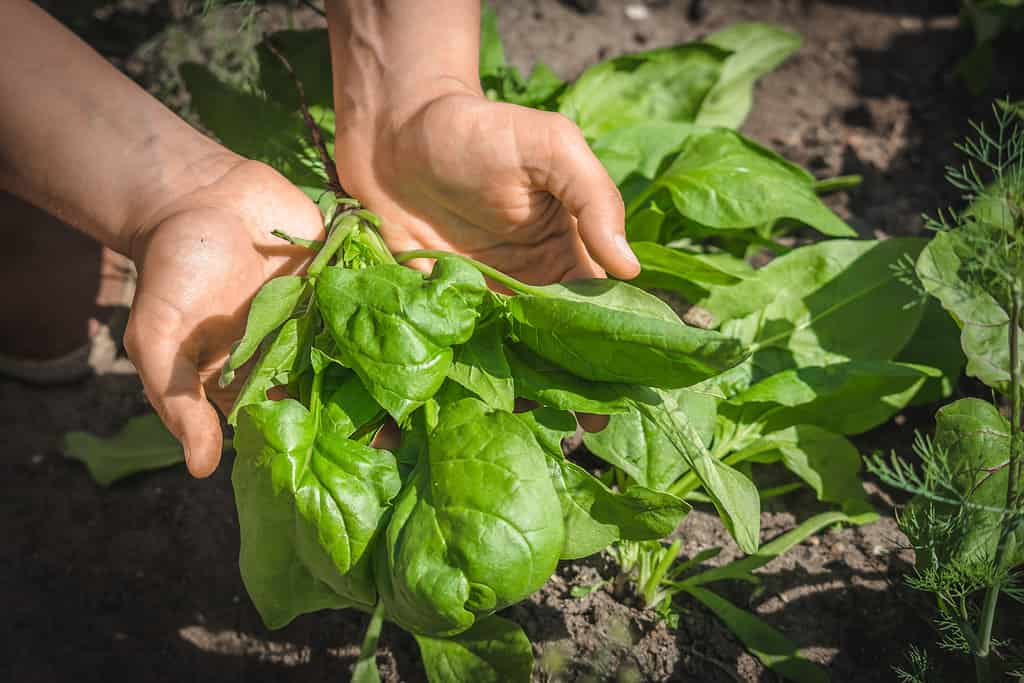 Agricoltore che detiene foglie di spinaci appena raccolte, verdure da agricoltura locale, prodotti biologici, raccolto autunnale