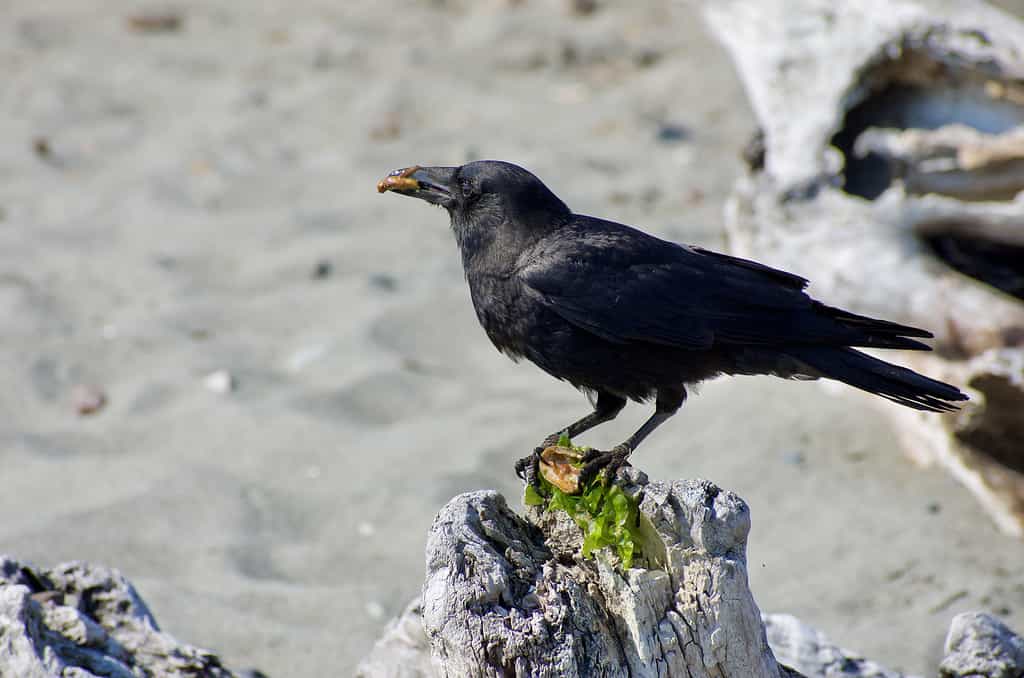 Un corvo americano che mangia un pezzo di cibo.