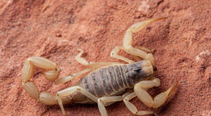 Scorpioni in California: dove vivono e spesso pungono
