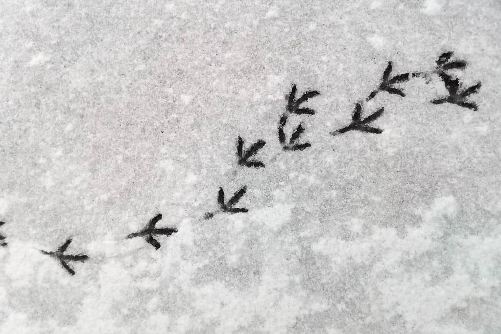 Tracce di uccelli piccione nella neve