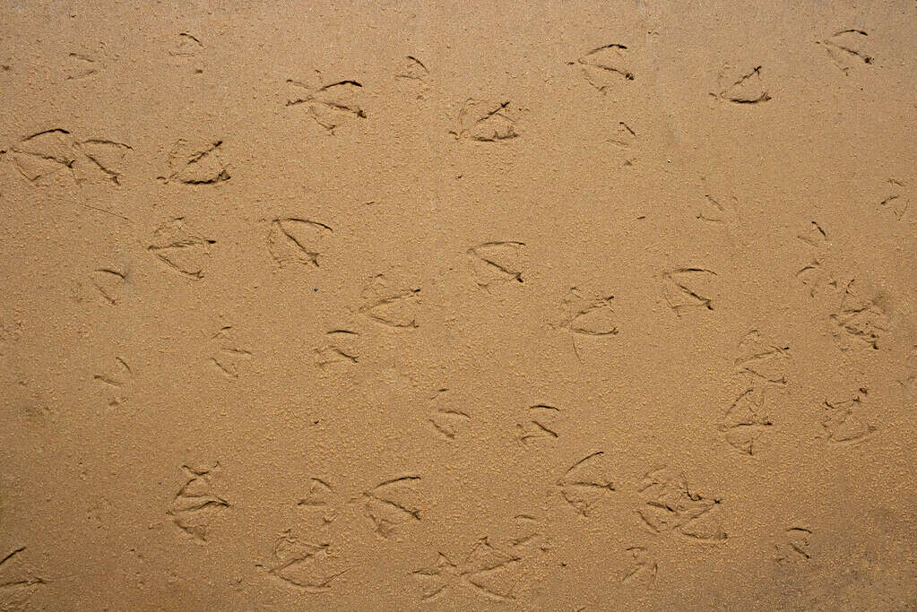 Tracce di uccelli di gabbiano nella sabbia.