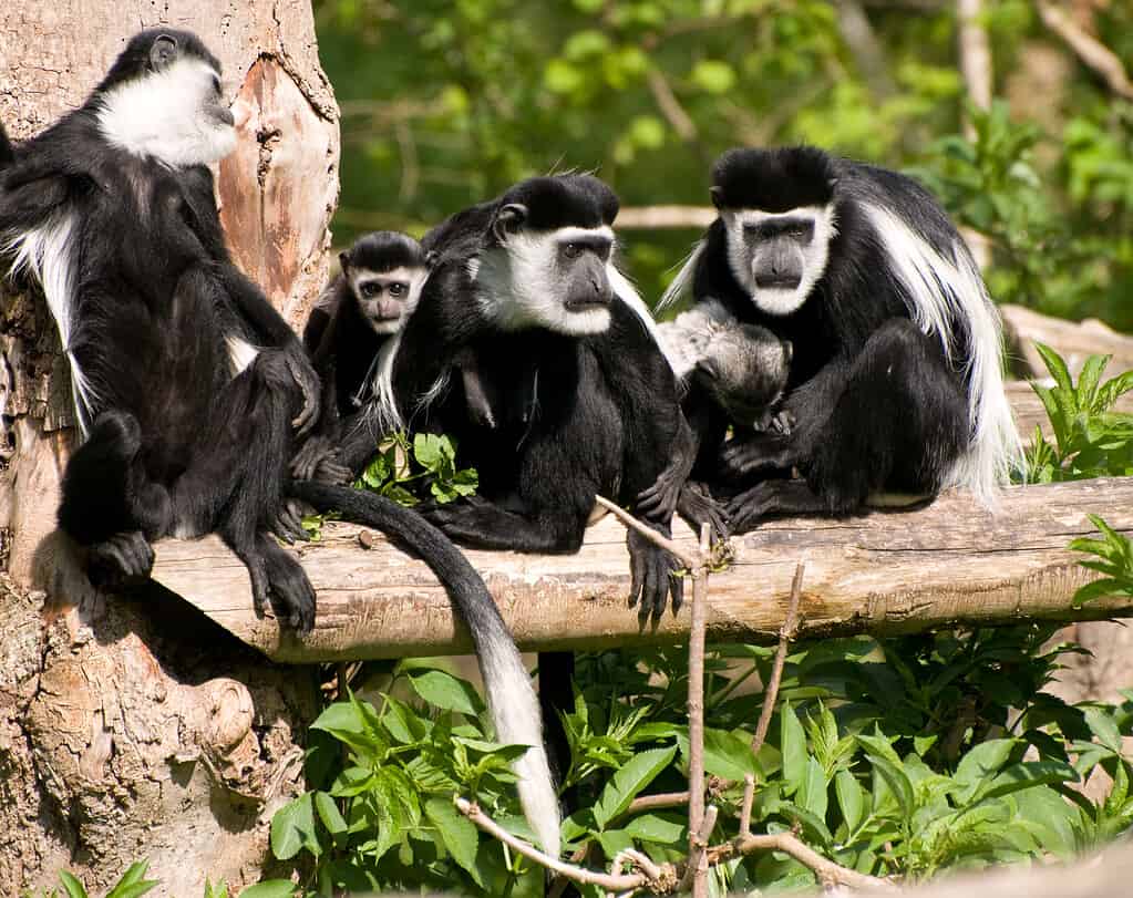 Gruppo di scimmie colubus su un ramo