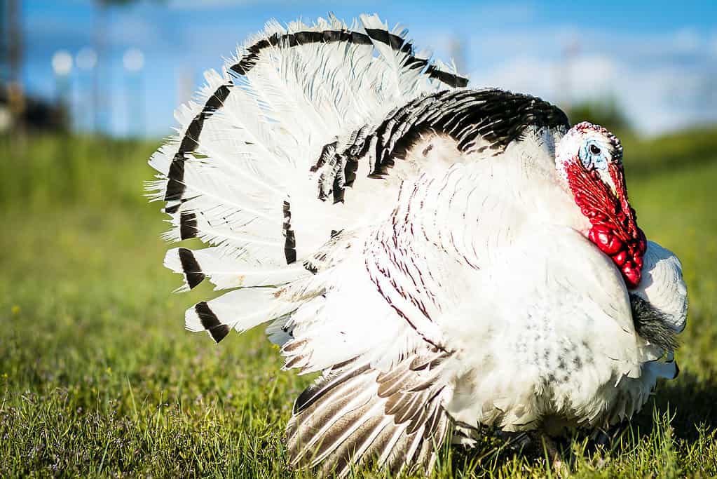 Tacchino della palma reale in un campo