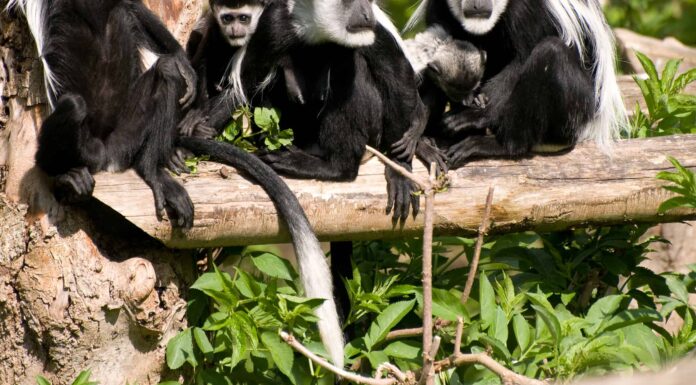 15 animali in bianco e nero (elenco completo dalla terra al mare)
